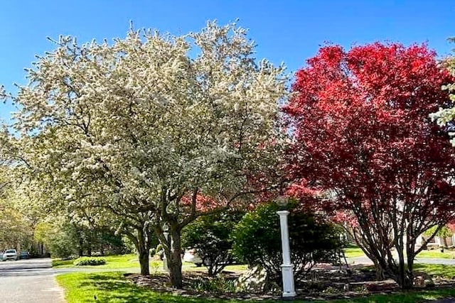 view of community with a lawn