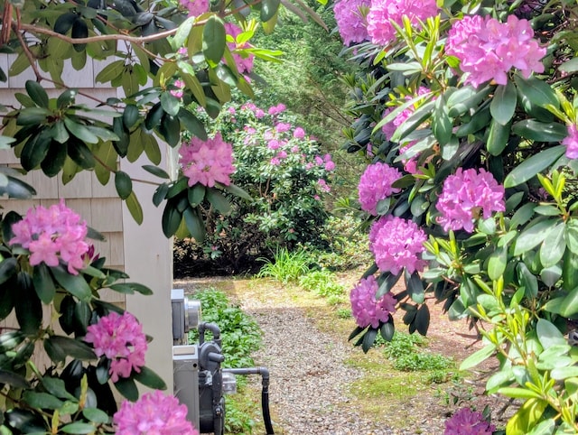 41 Halyard Ln, Mashpee, MA 02649 - view of yard