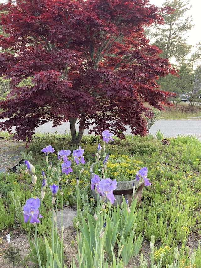 5 Penobscot Way, Harwich, MA 02645 - view of yard