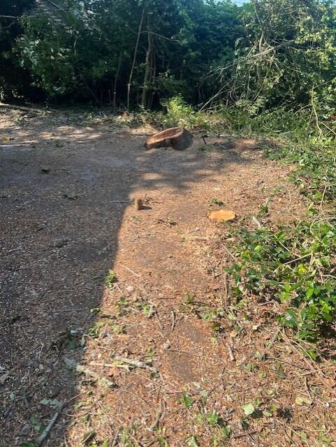60 Baxter Ave, West Yarmouth, MA 02673 - view of undeveloped land