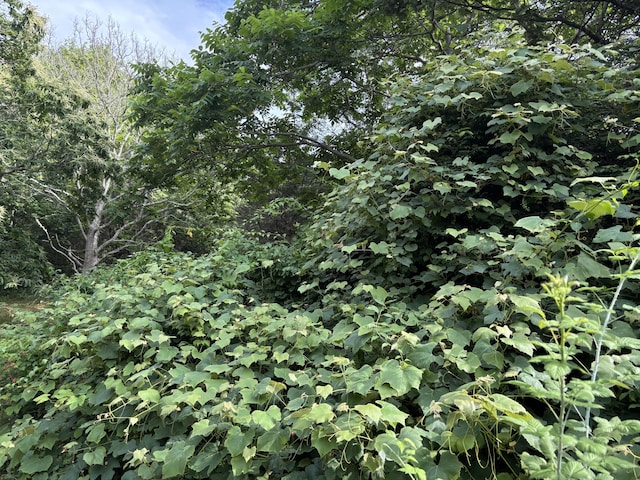 2 Shell Ln, Orleans, MA 02653 - view of undeveloped land