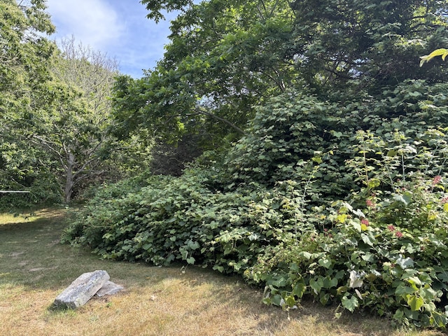 2 Shell Ln, Orleans, MA 02653 - view of yard with a wooded view