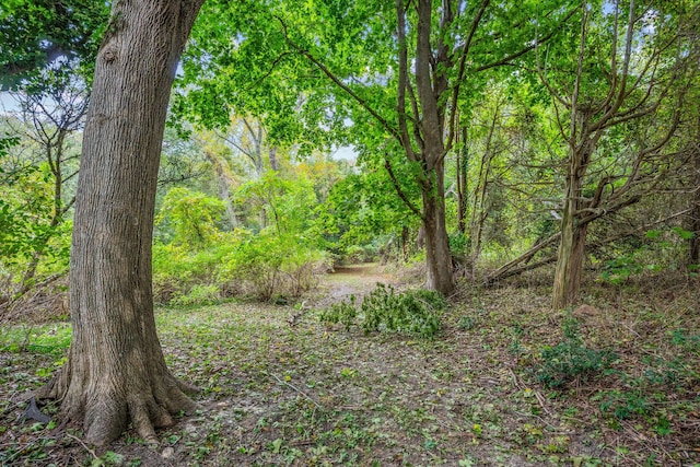 view of local wilderness