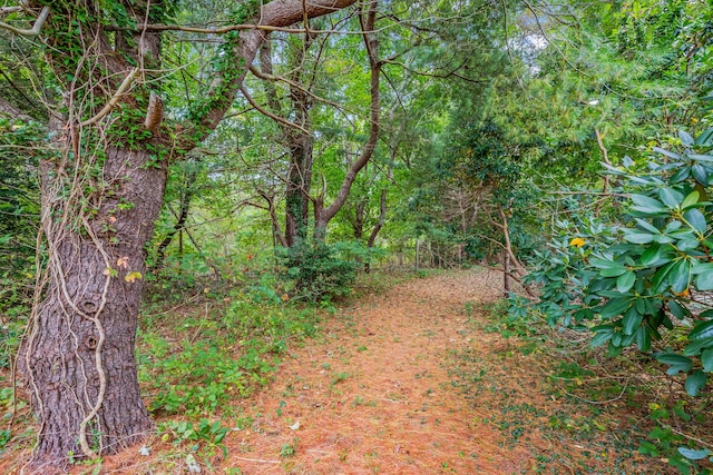 view of local wilderness