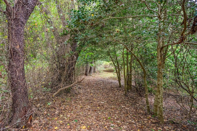 view of local wilderness