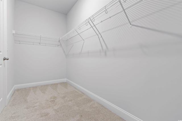 spacious closet featuring carpet flooring