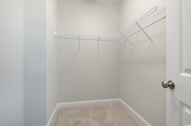 spacious closet featuring carpet floors