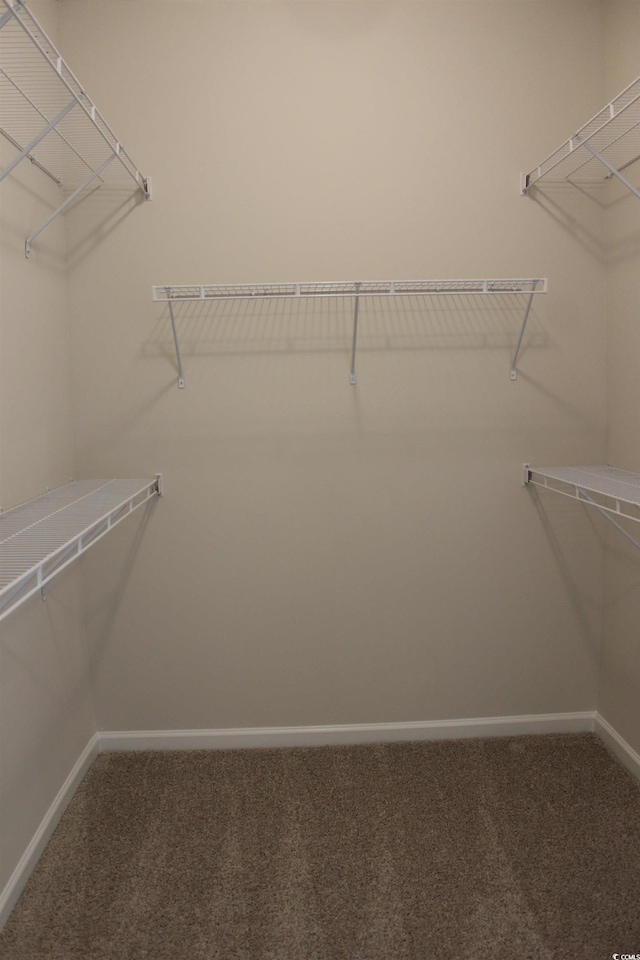 walk in closet with carpet flooring