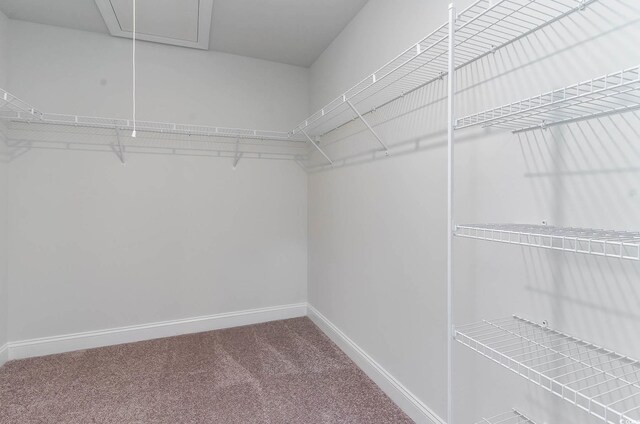 walk in closet featuring carpet floors