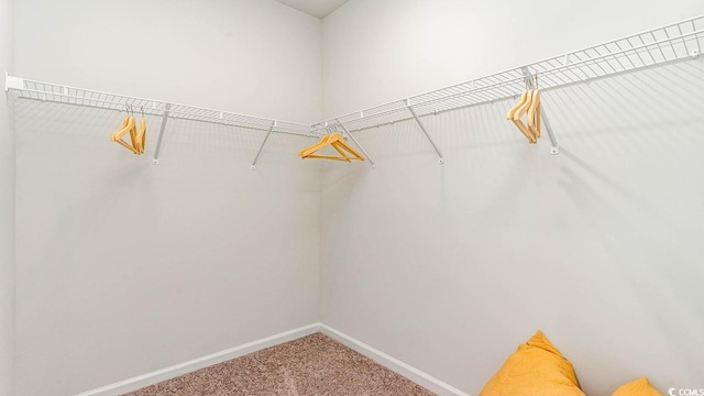 spacious closet featuring carpet