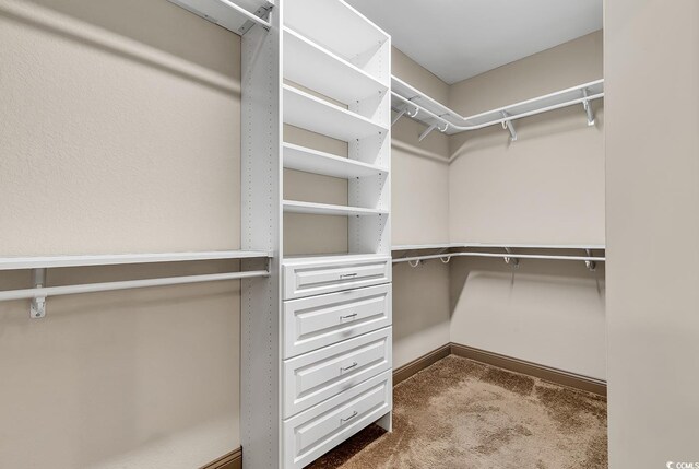 walk in closet featuring carpet floors