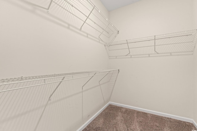 spacious closet featuring carpet