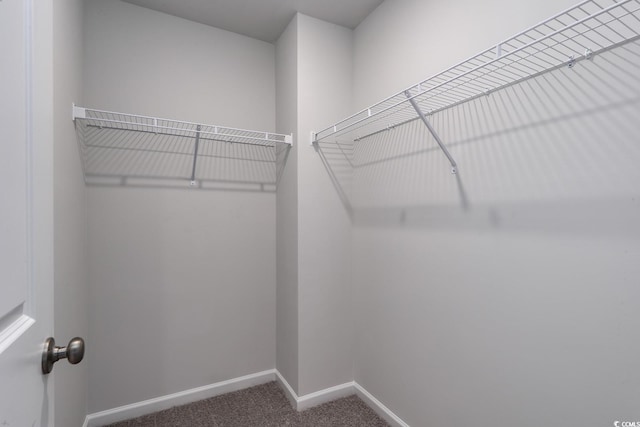 walk in closet with carpet flooring