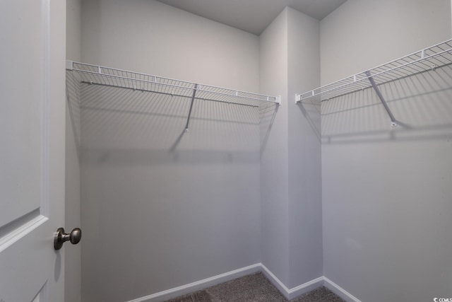 walk in closet featuring carpet floors