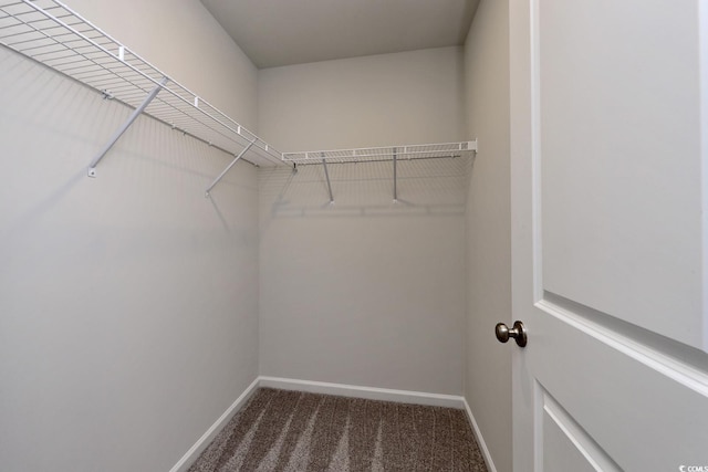 spacious closet with carpet flooring