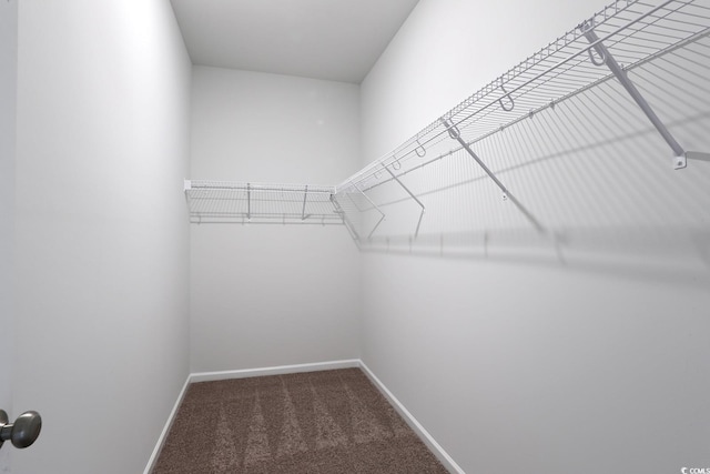 walk in closet with carpet flooring