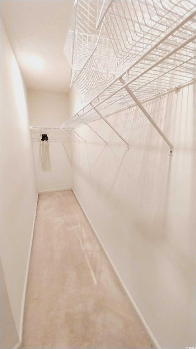 walk in closet with carpet flooring