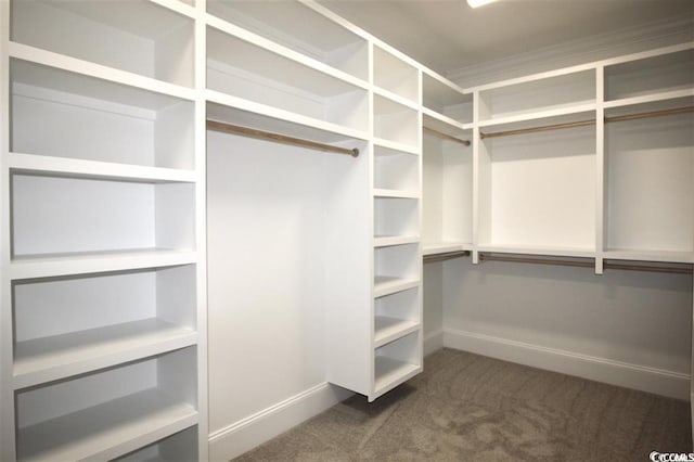 spacious closet featuring carpet flooring