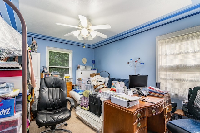 carpeted office with plenty of natural light, ceiling fan, and crown molding