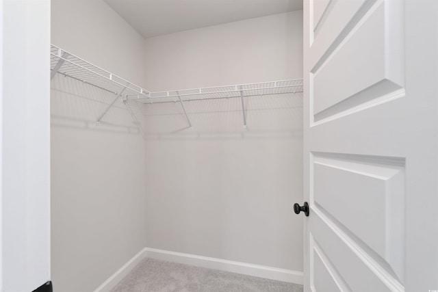 walk in closet with carpet floors