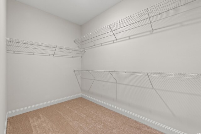 walk in closet featuring carpet floors