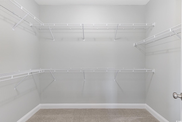 walk in closet with carpet flooring