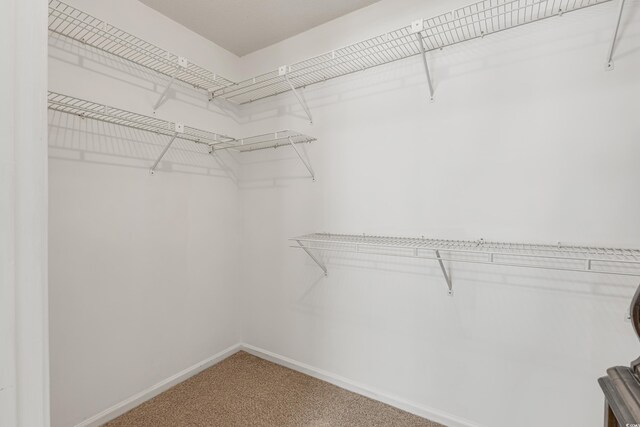 walk in closet featuring carpet floors