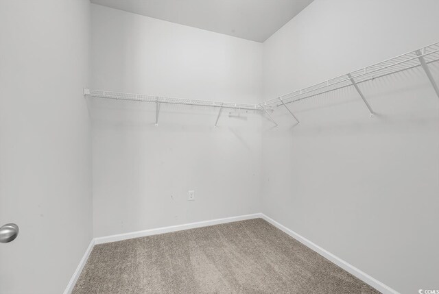 walk in closet with carpet flooring