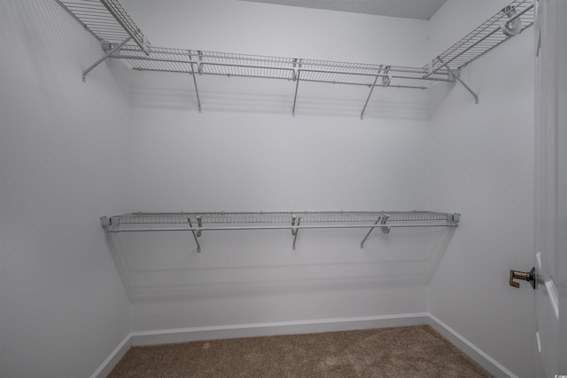 walk in closet with carpet floors