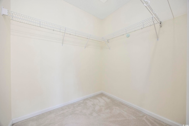 spacious closet featuring carpet floors