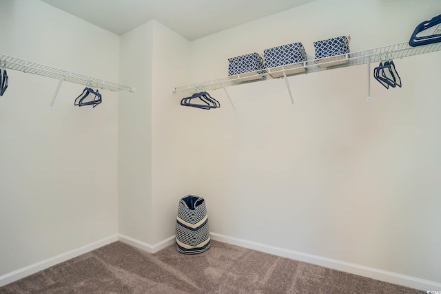 walk in closet featuring carpet flooring