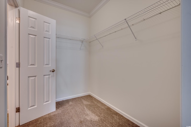 walk in closet featuring carpet flooring