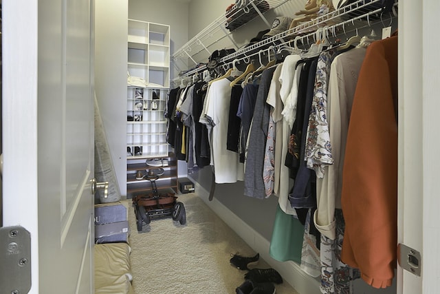 walk in closet with carpet floors