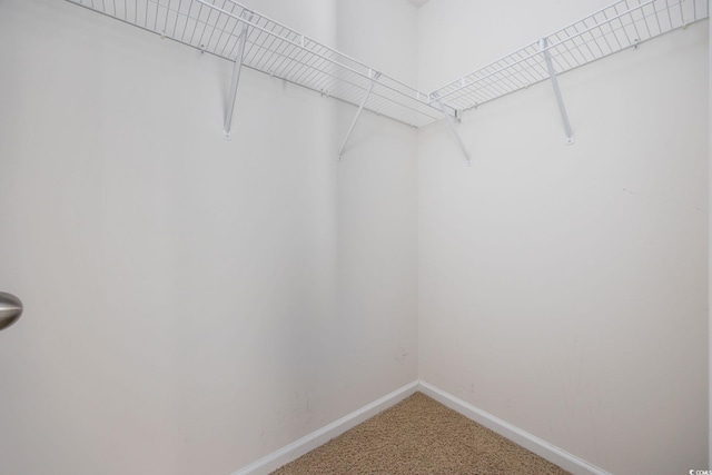 walk in closet with carpet flooring