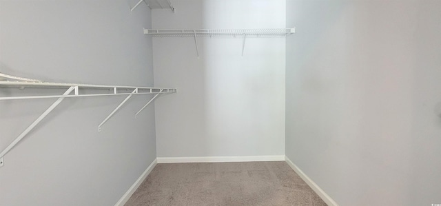 walk in closet with carpet flooring