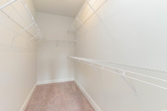 walk in closet featuring carpet floors