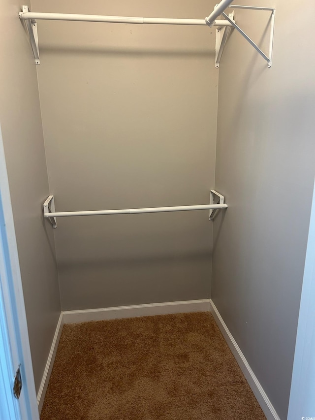 walk in closet with carpet floors