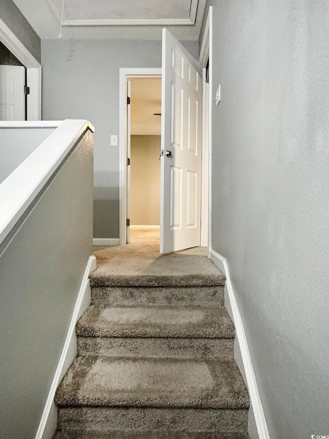 stairs featuring carpet