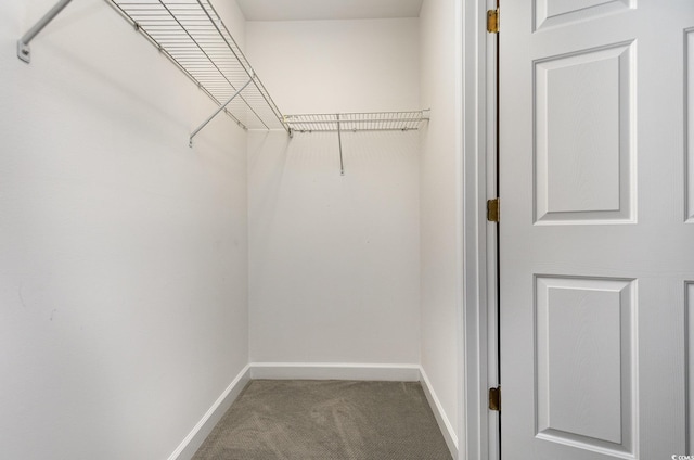 spacious closet featuring carpet floors