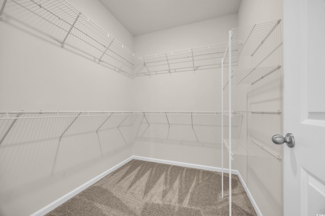 walk in closet featuring carpet floors