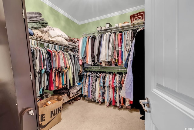 spacious closet featuring carpet flooring