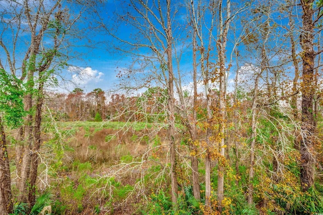 view of local wilderness