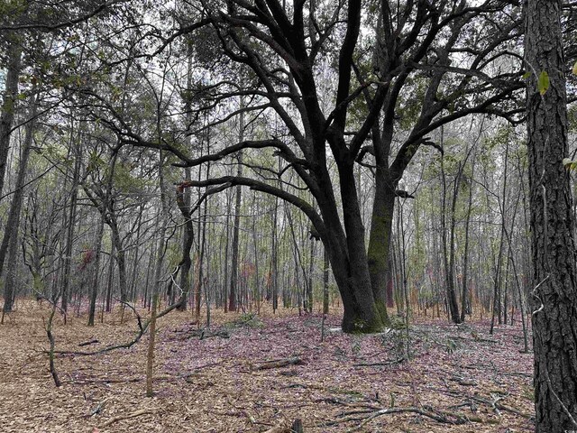 34ACRES-TBD Easler Hwy, Greeleyville, SC 29056 - photo 2