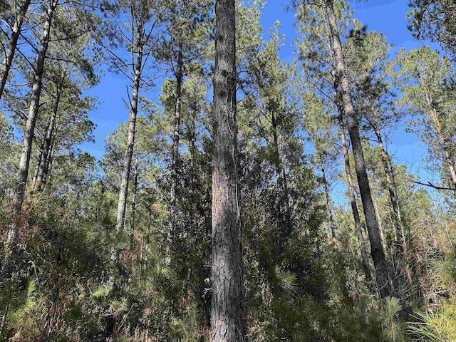 34ACRES-TBD Easler Hwy, Greeleyville, SC 29056 - photo 3