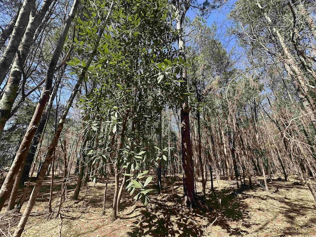 34ACRES-TBD Easler Hwy, Greeleyville, SC 29056 - photo 16