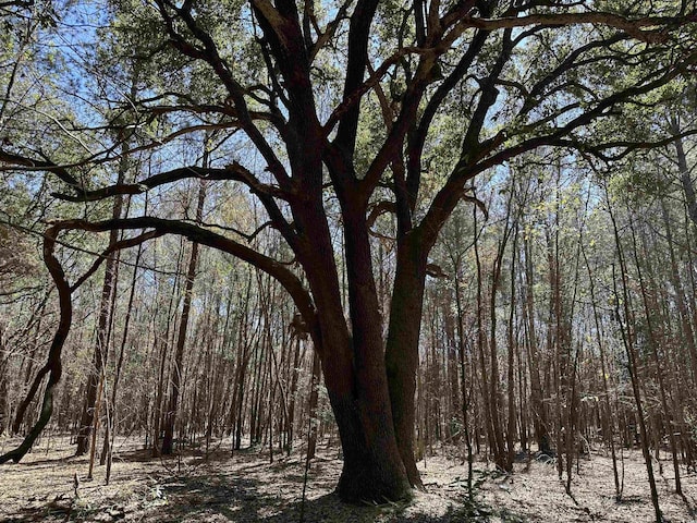 34ACRES-TBD Easler Hwy, Greeleyville, SC 29056 - photo 14