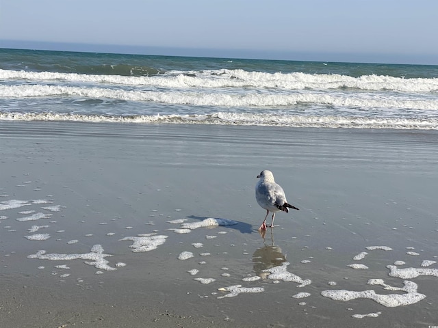1207 S Ocean Blvd Unit 20207, Myrtle Beach, SC 29577 - water view