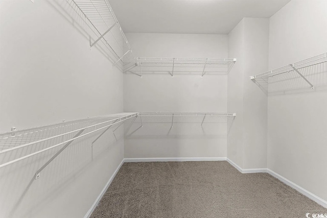 spacious closet with carpet floors