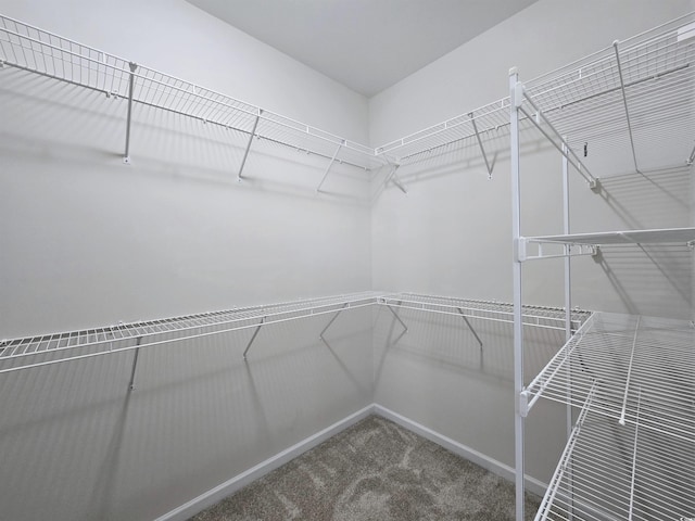 walk in closet with carpet floors