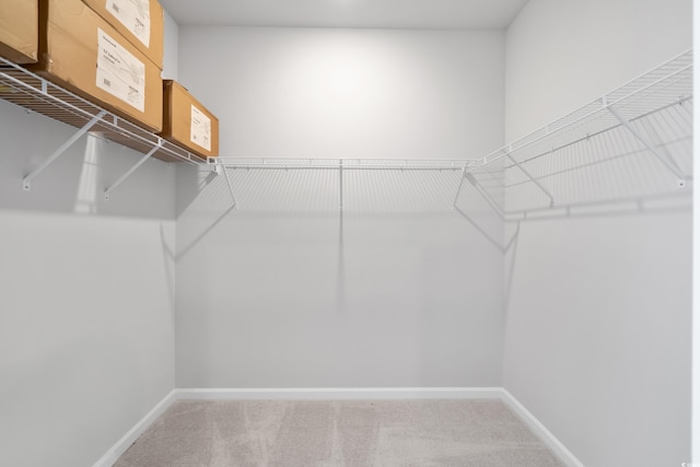 walk in closet with carpet flooring